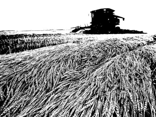 Crisi del grano: ideologie e realtà